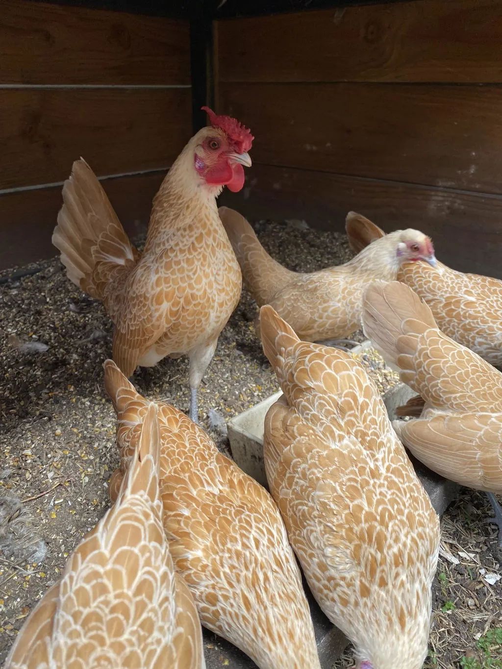 Samenwerken met de Natuur Strooimix granen en zaden 4 kg scharrel