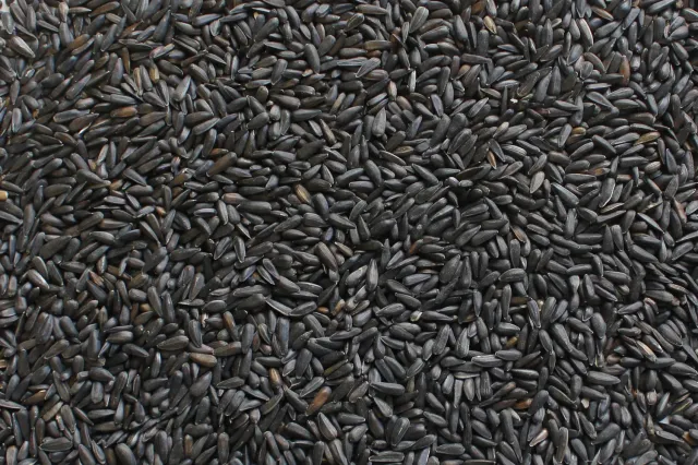 Manitoba Girasole Nero Piccolo vogelzaad 1 kg zwart