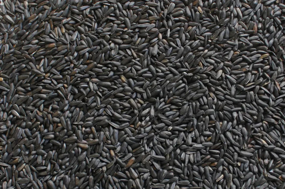 Manitoba kleine zwarte zonnebloempitten vogelvoer zak 1 kg
