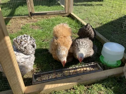 Seedzbox Poultry Treat kippenvoer 1,8kg met grit