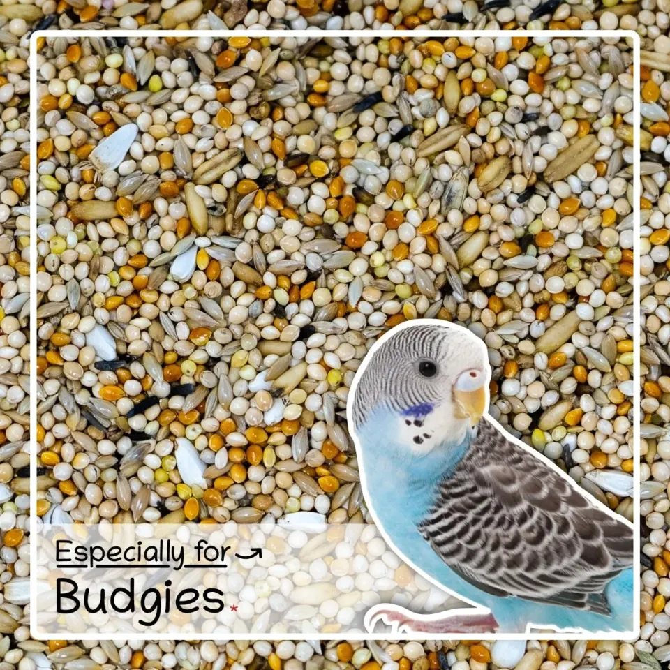 Seedzbox Budgerigar parkietenvoer 1kg met gierst