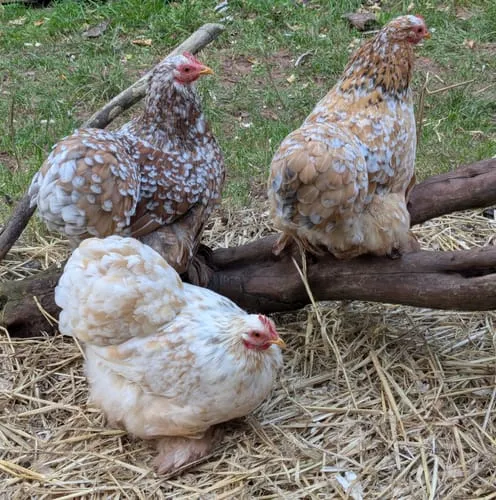 Seedzbox Poultry Treat kippenvoer 1,8kg met grit