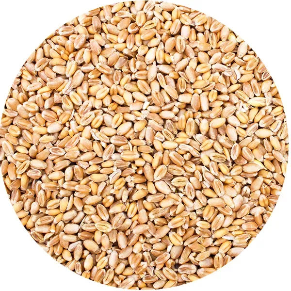 Perle Morbide Wheat tarwe vogelvoer voor duiven